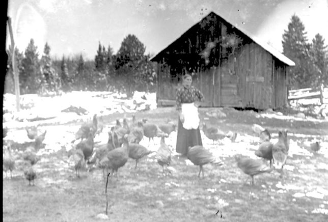 Mrs-Peacock-with-turkeys